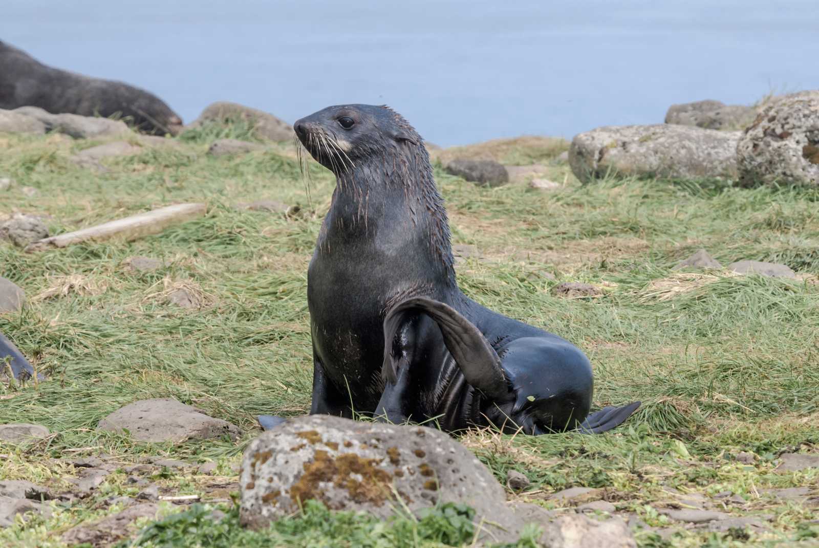 northern fur seal on grassy shore