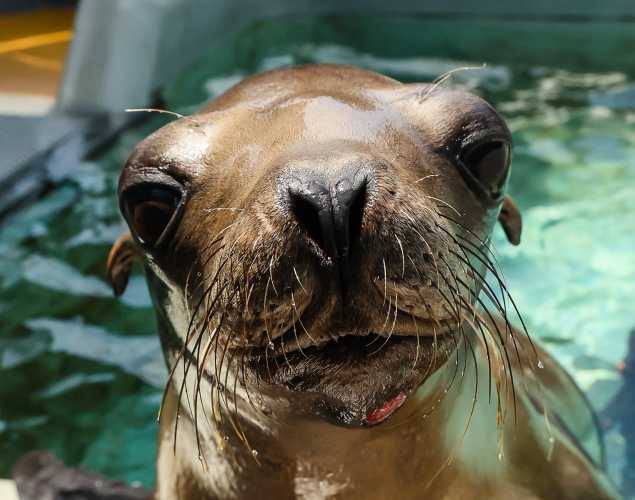 California sea lion Katz