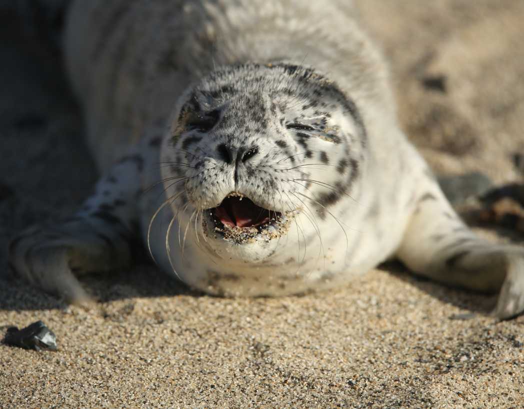 News The Marine Mammal Center