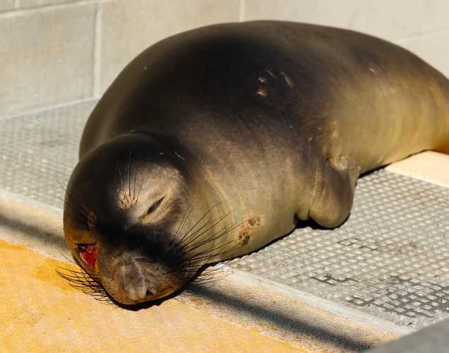 elephant seal Pavlova with a visible eye injury to left eye