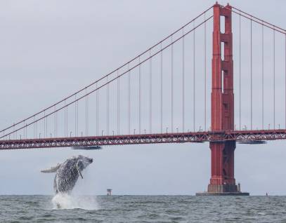 A threatened humpback whale breaches out of the water in front of the Golden Gate Bridge. 