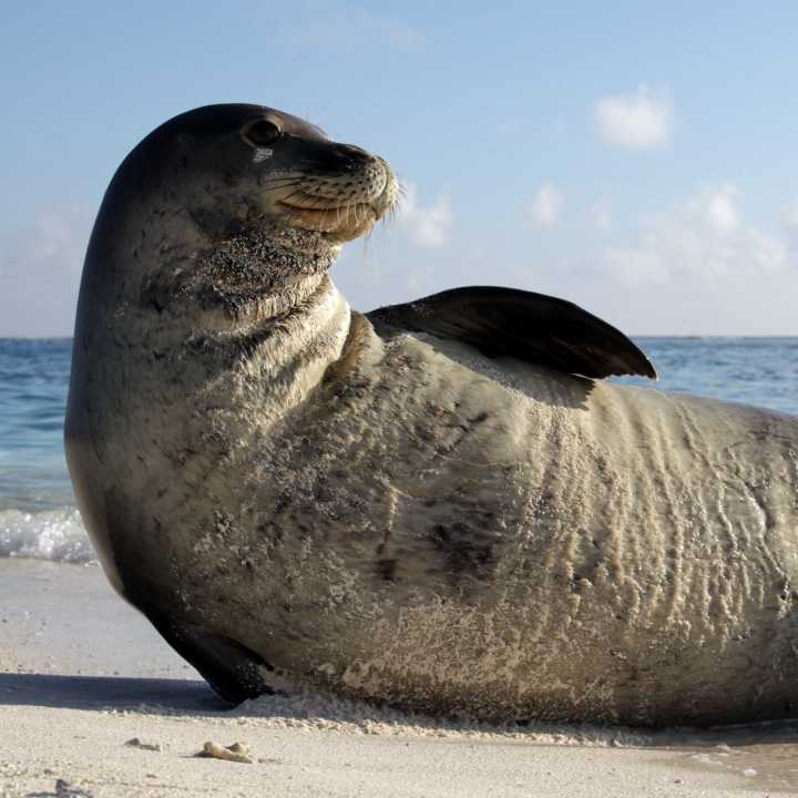 Hawaiian monk seal