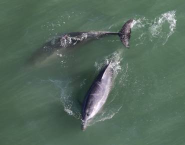Bottlenose dolphins