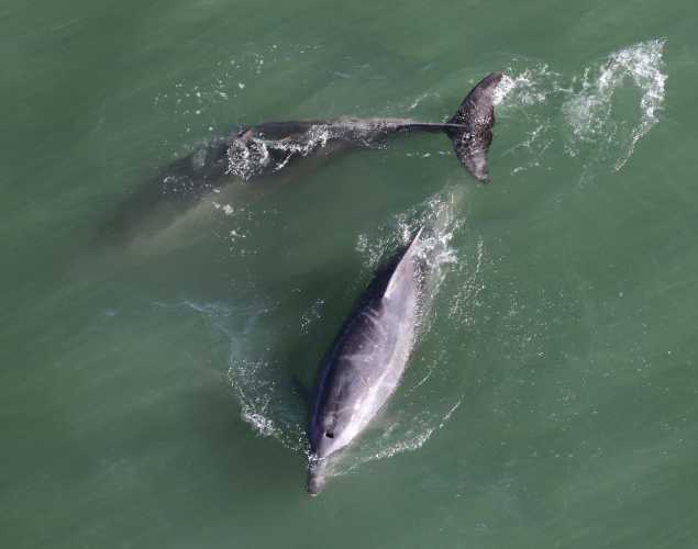 Bottlenose dolphins