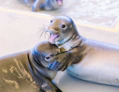 two Hawaiian monk seals playing