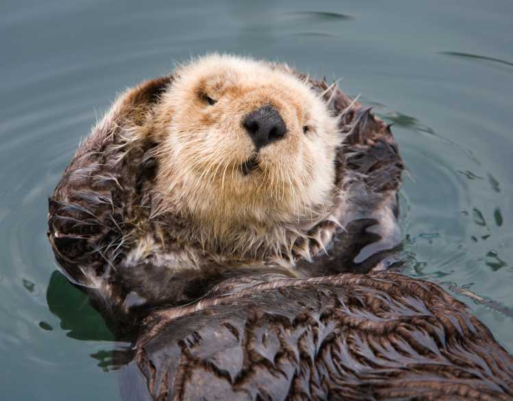 sea otter in the water