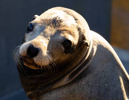 California sea lion Carmen