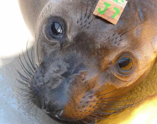 northern elephant seal Vernice