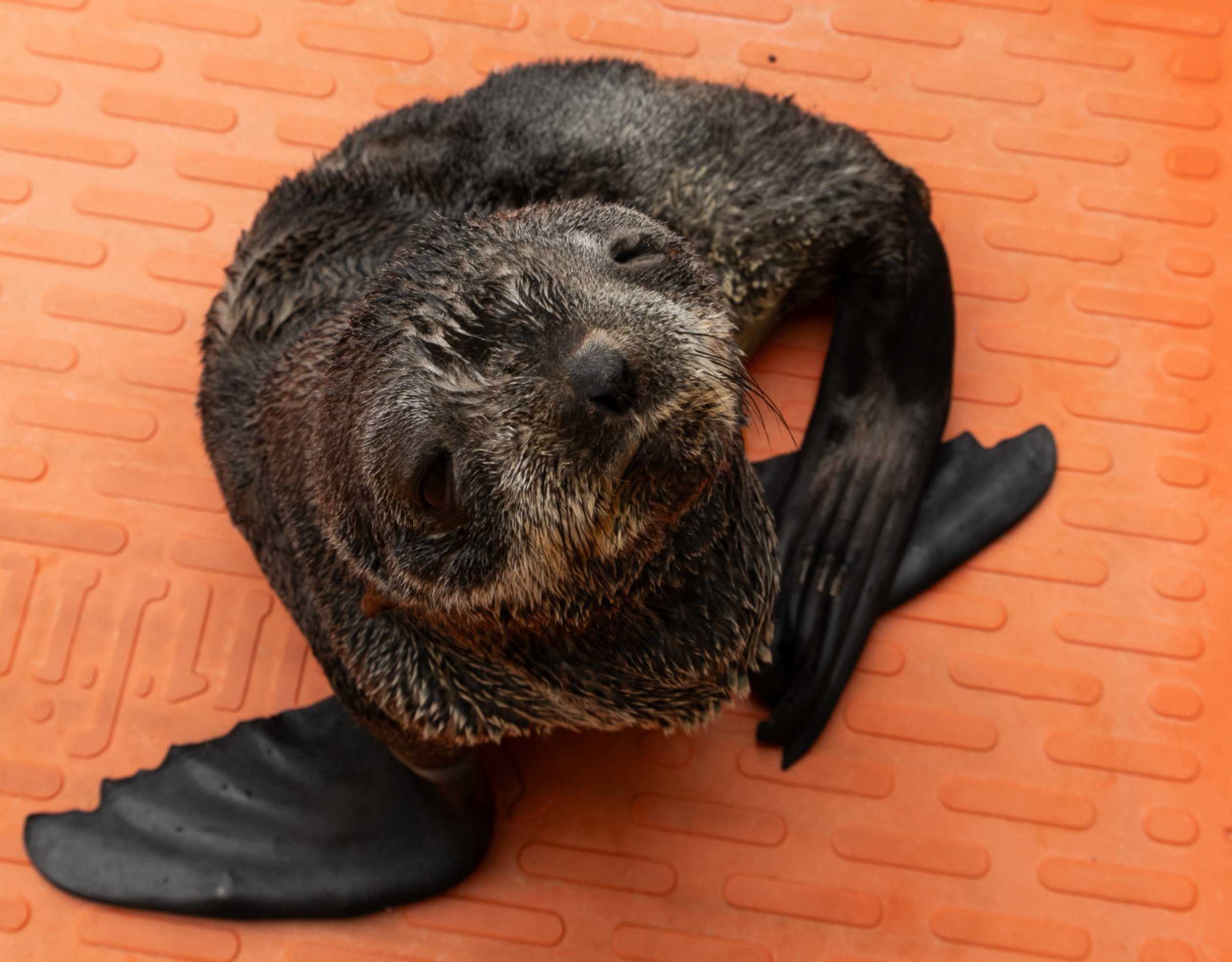 Wallaby | The Marine Mammal Center