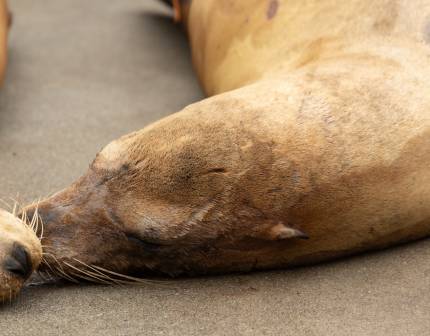 highjump california sea lion