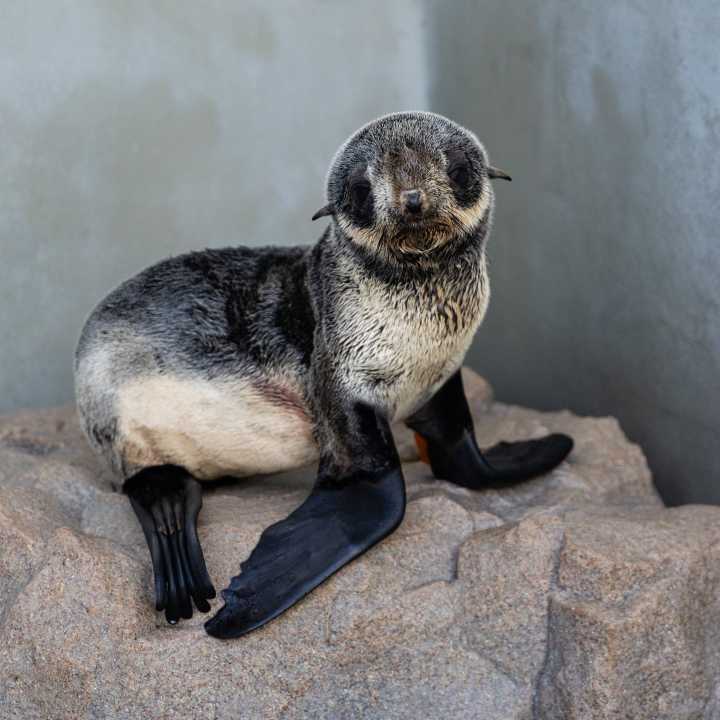 Northern fur seal Brion