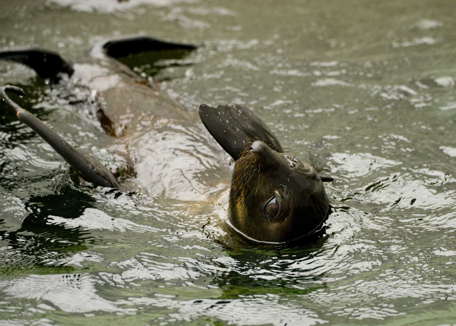 The Marine Mammal Center | Guadalupe Fur Seal