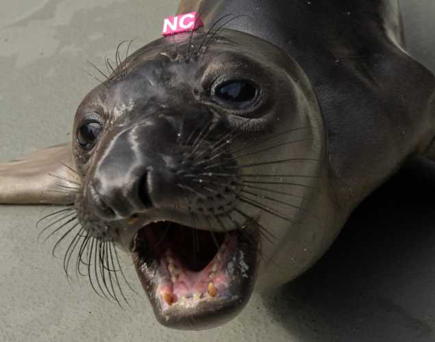 elephant seal pup