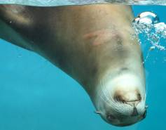 California sea lion upside down underwater