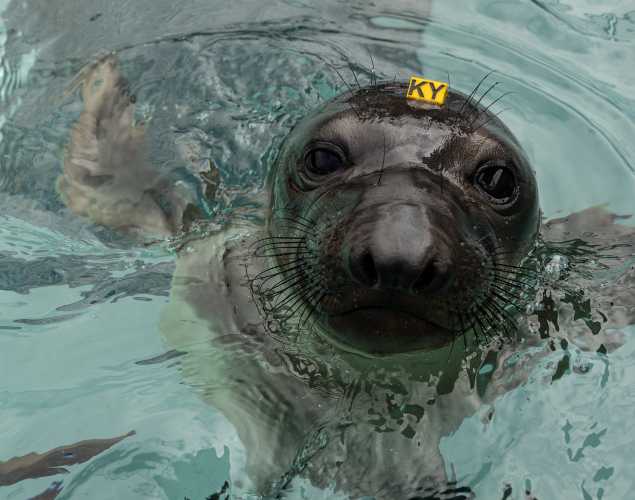 Northern elephant seal