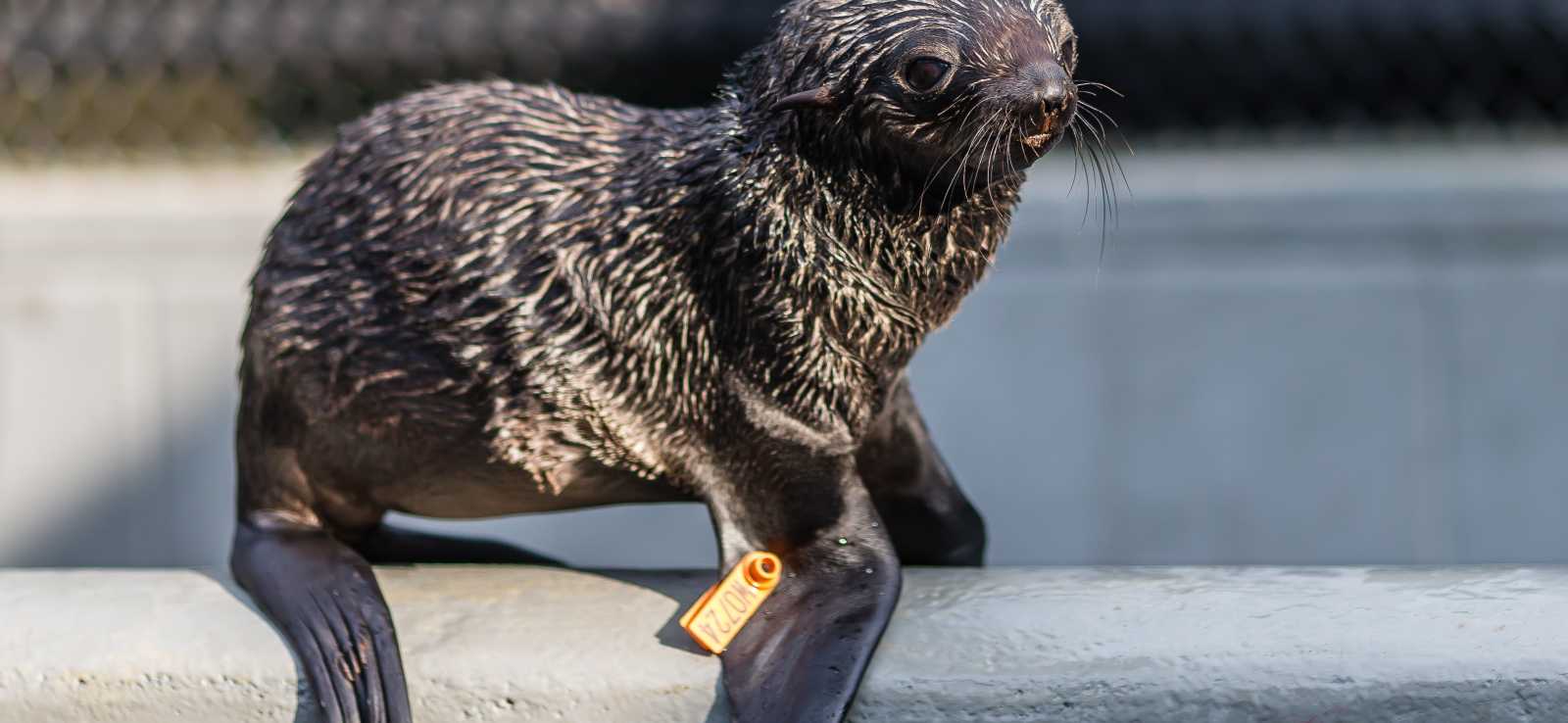 The Marine Mammal Center | Northern Fur Seal
