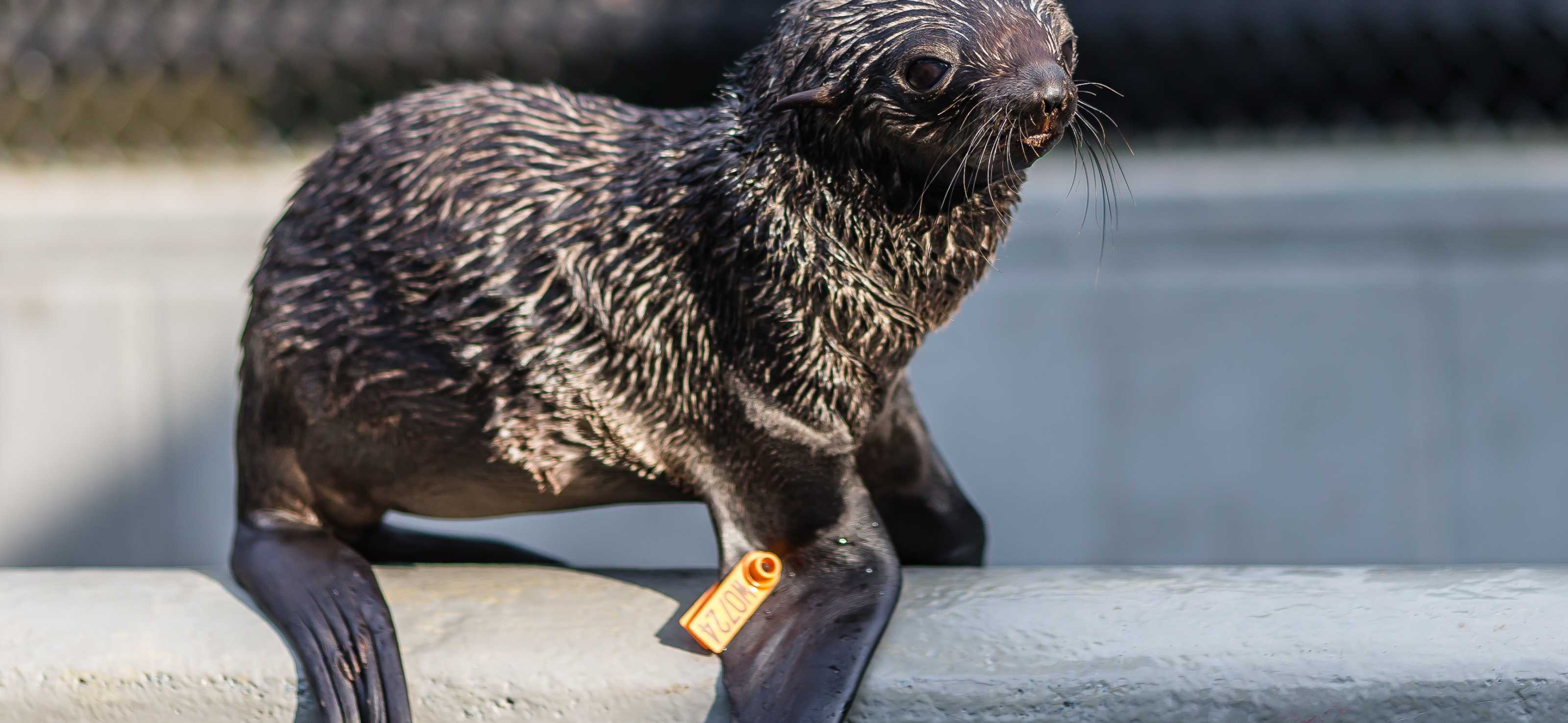 The Marine Mammal Center Northern Fur Seal