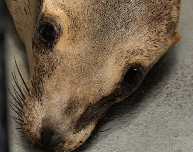 autumn sea lion