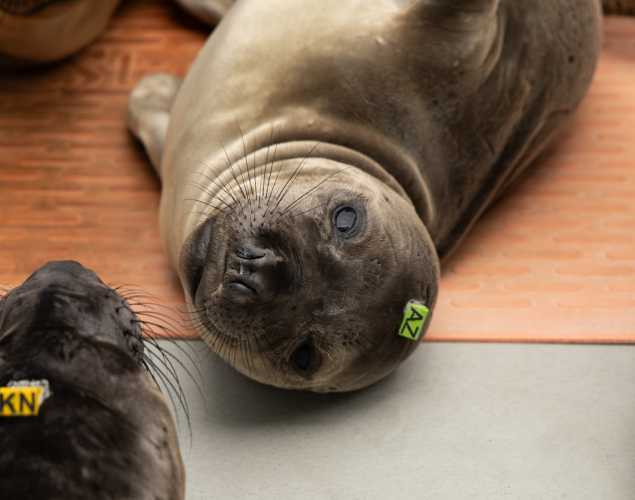 Northern elephant seal