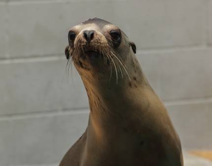 California sea lion Chai