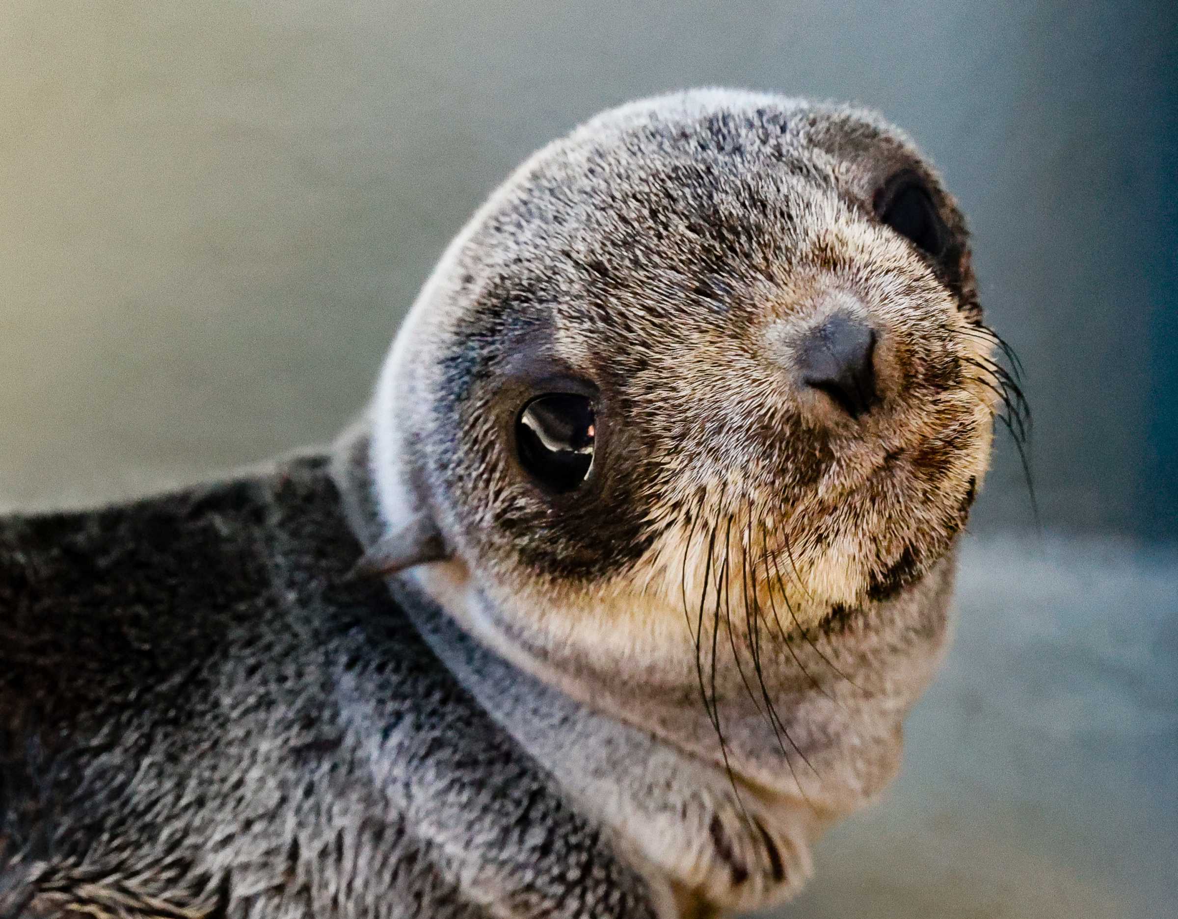 Los Angeles Times These Are the 'Hot Spots' in California for Seal Harassment The Marine