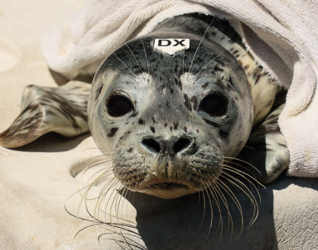 harbor seal Scampi