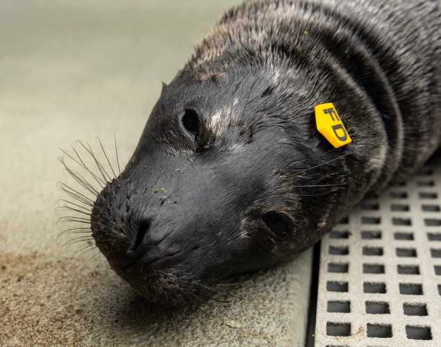 harbor seal Taxi