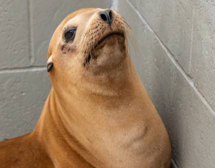 freediver california sea lion