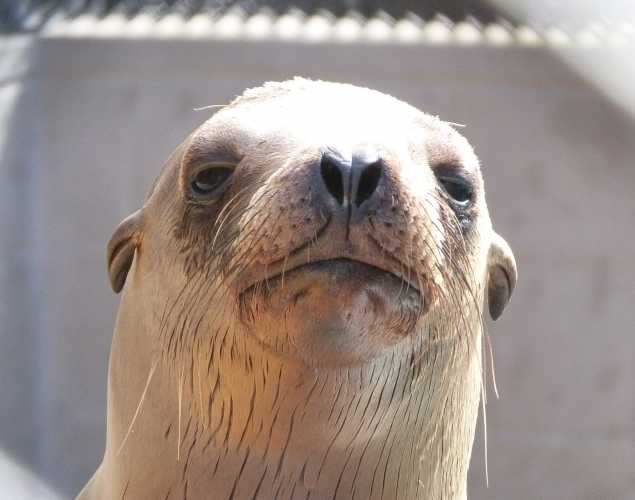 California sea lion Meyers