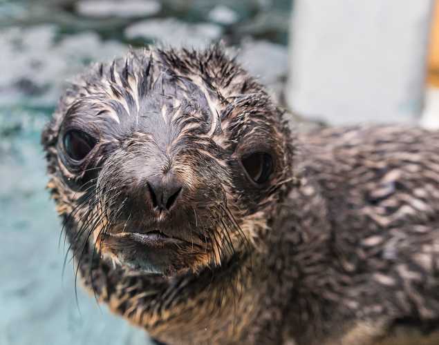 northern fur seal pup Babysur