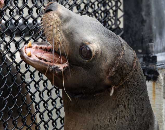 sea lion hoard