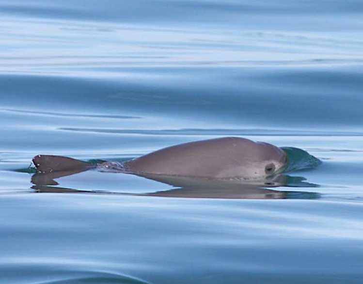 do vaquitas travel in pods