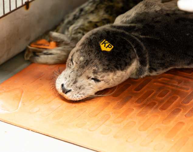 Harbor seal