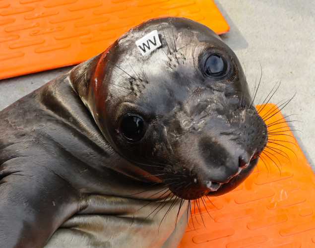 elephant seal Cake