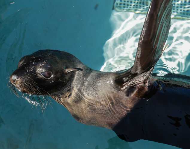Guadalupe fur seal Dansam