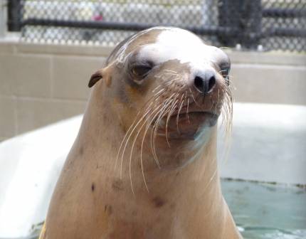 California sea lion Blustery