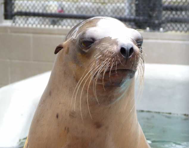 California sea lion Blustery
