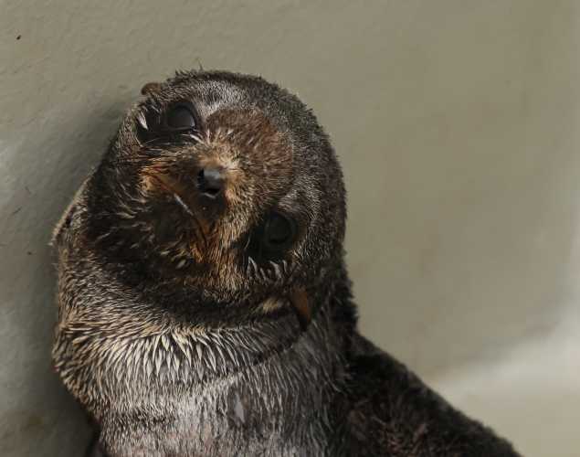 northern fur seal Cerberus