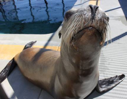 California sea lion Armstrong