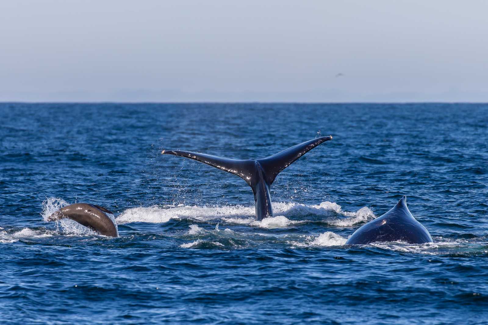 sea lions and humpback whales feeding at the surface together