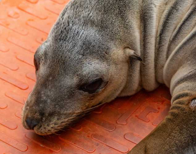 California sea lion