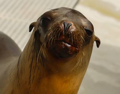 California sea lion Miggy