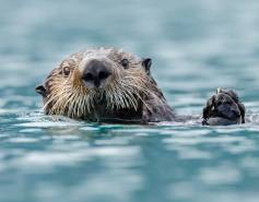 Sea otter