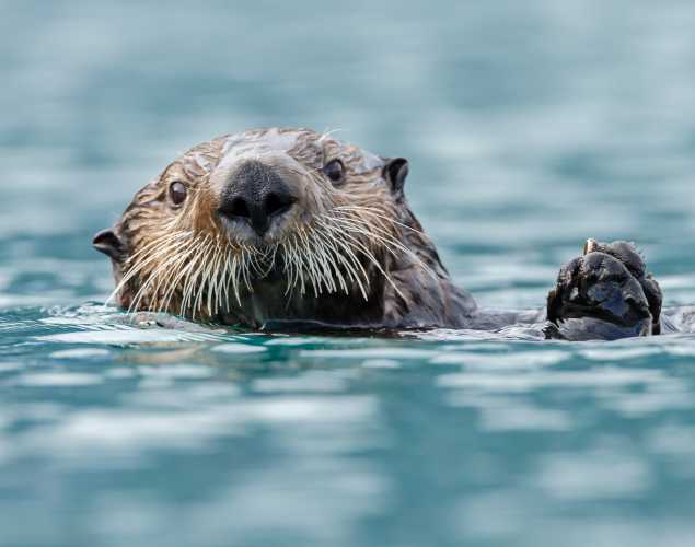 Sea otter