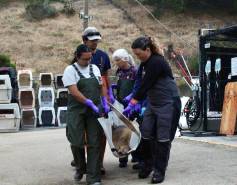 Volunteers transporting a California sea lion