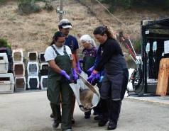 Volunteers transporting a California sea lion