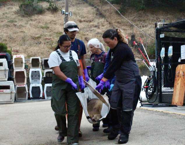 Volunteers transporting a California sea lion