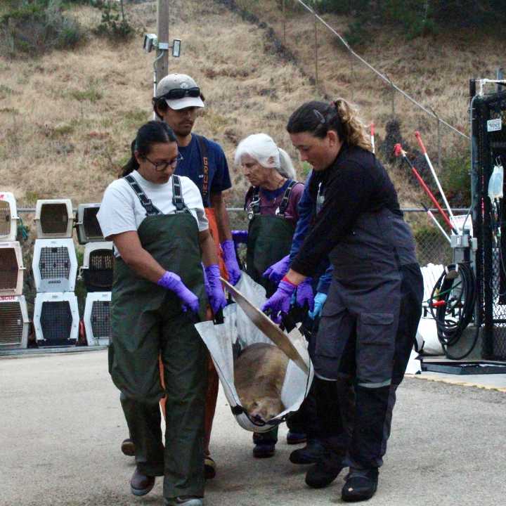 Volunteers transporting a California sea lion