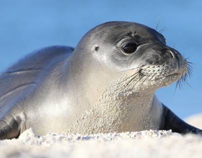 Hawaiian Monk Seal Conservation | The Marine Mammal Center