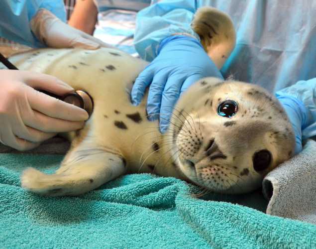 harbor seal Bogey